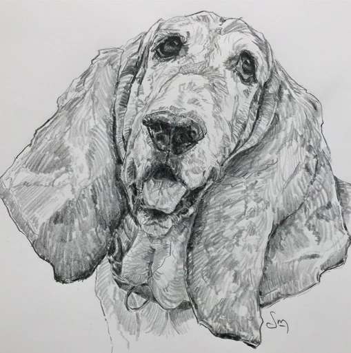Basset Study