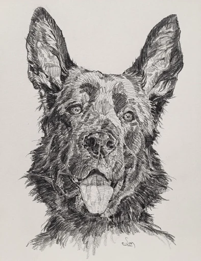 Shepherd Study